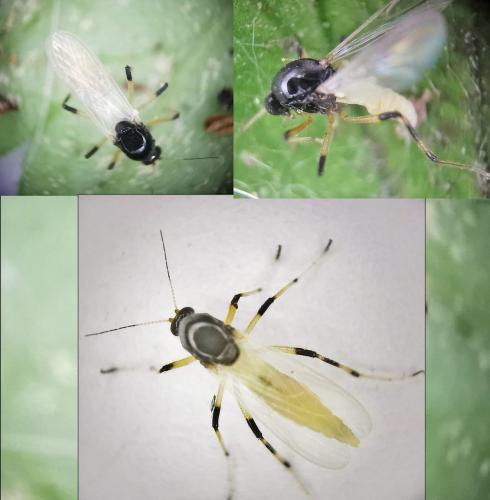 Réf. 323 361 : Probezzia seminigra